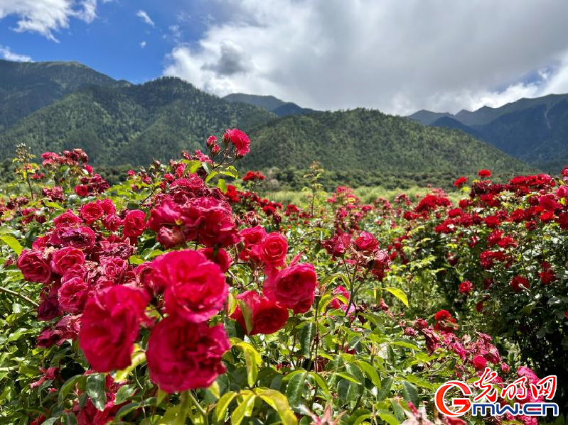 我們的家園丨工布花谷：高原花開香飄全國，產(chǎn)業(yè)經(jīng)濟(jì)增收致富