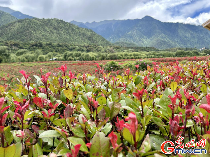 我們的家園丨【組圖】 綠水青山入畫，“金山銀山”筑起