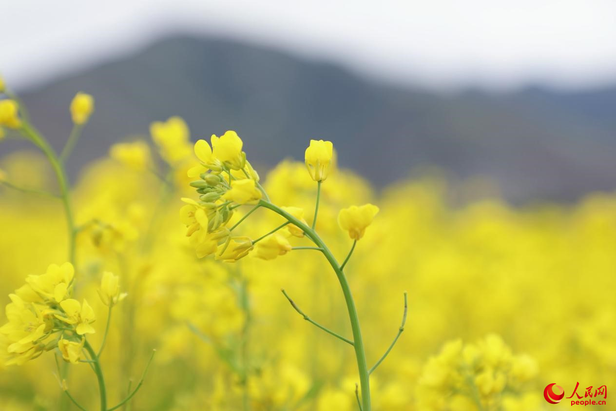 金色油菜花鋪滿大地。 人民網(wǎng) 李海霞攝