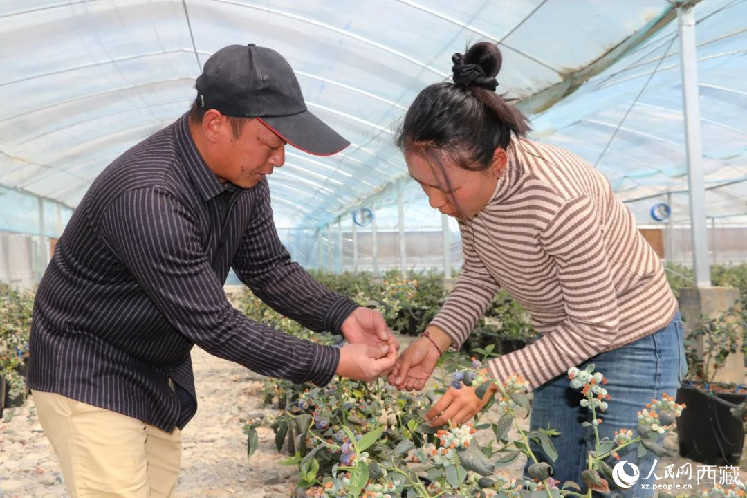 技術(shù)員劉家平和措姆在溫室大棚檢查藍莓的長勢。次仁龍布攝