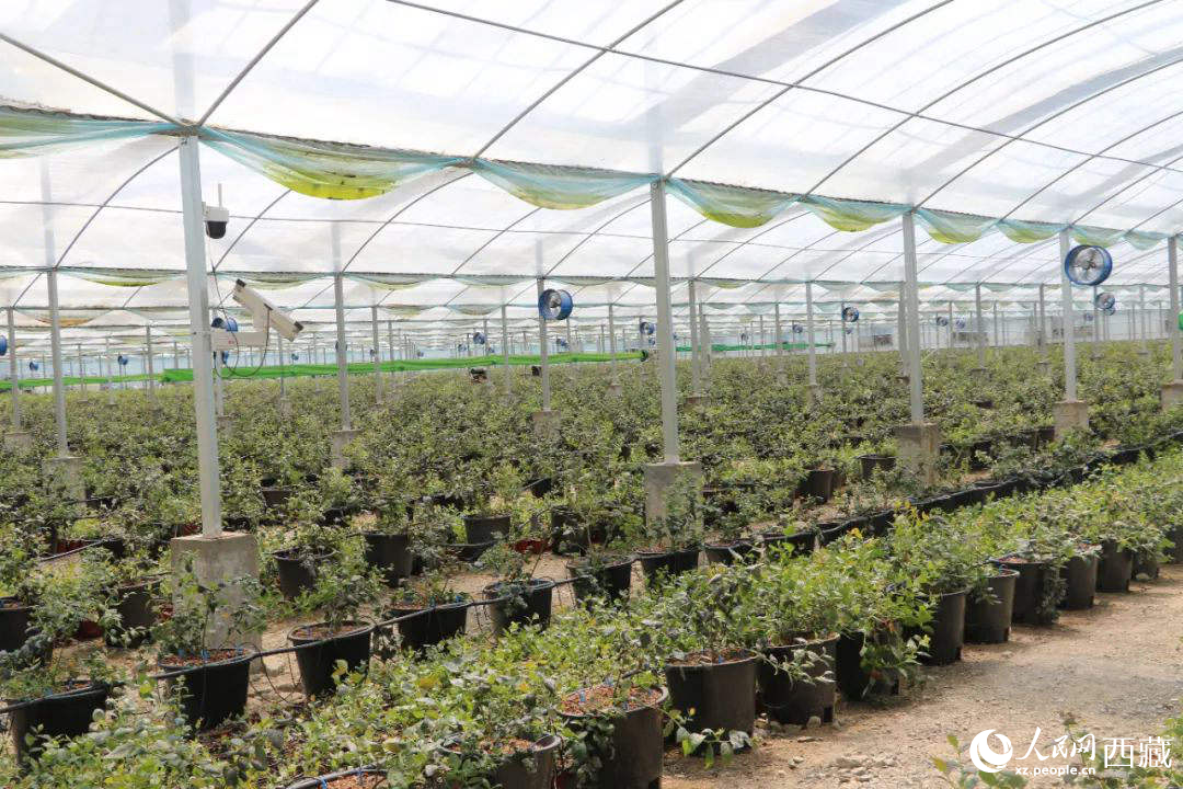 戈壁田園藍莓工業(yè)化種植基地。次仁龍布攝
