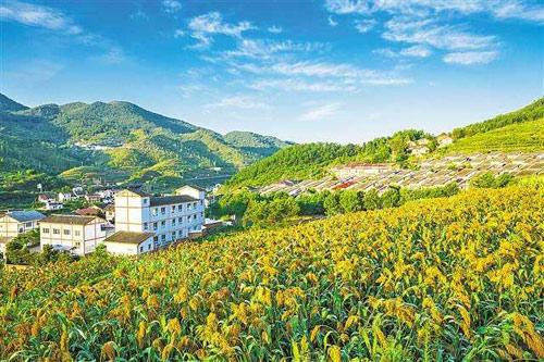 【理上網來o輝煌十九大】鄉(xiāng)村振興戰(zhàn)略：更綜合、全面、系統(tǒng)的發(fā)展戰(zhàn)略