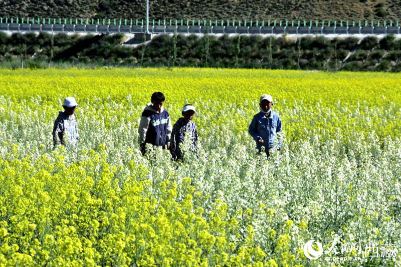 小孩在油菜花田嬉戲。人民網(wǎng) 李海霞攝